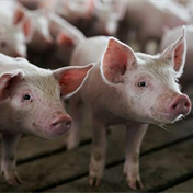 Indonesia confirms outbreak of African swine fever, WOAH says