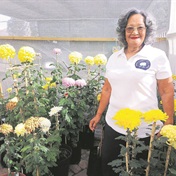 'You very seldom find this plant in a nursery': A passion to grow and showcase chrysanthemum