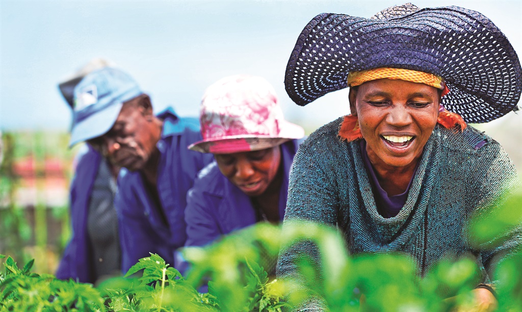Members of the Dihwayi tsa Phomolong Clinic Food Gardening Project in Atteridgeville, west of Pretoria, sing while they harvest tomatoes. Photo: Leon Sadiki 