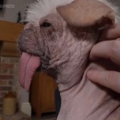 WATCH | Meet the UK's ugliest dog