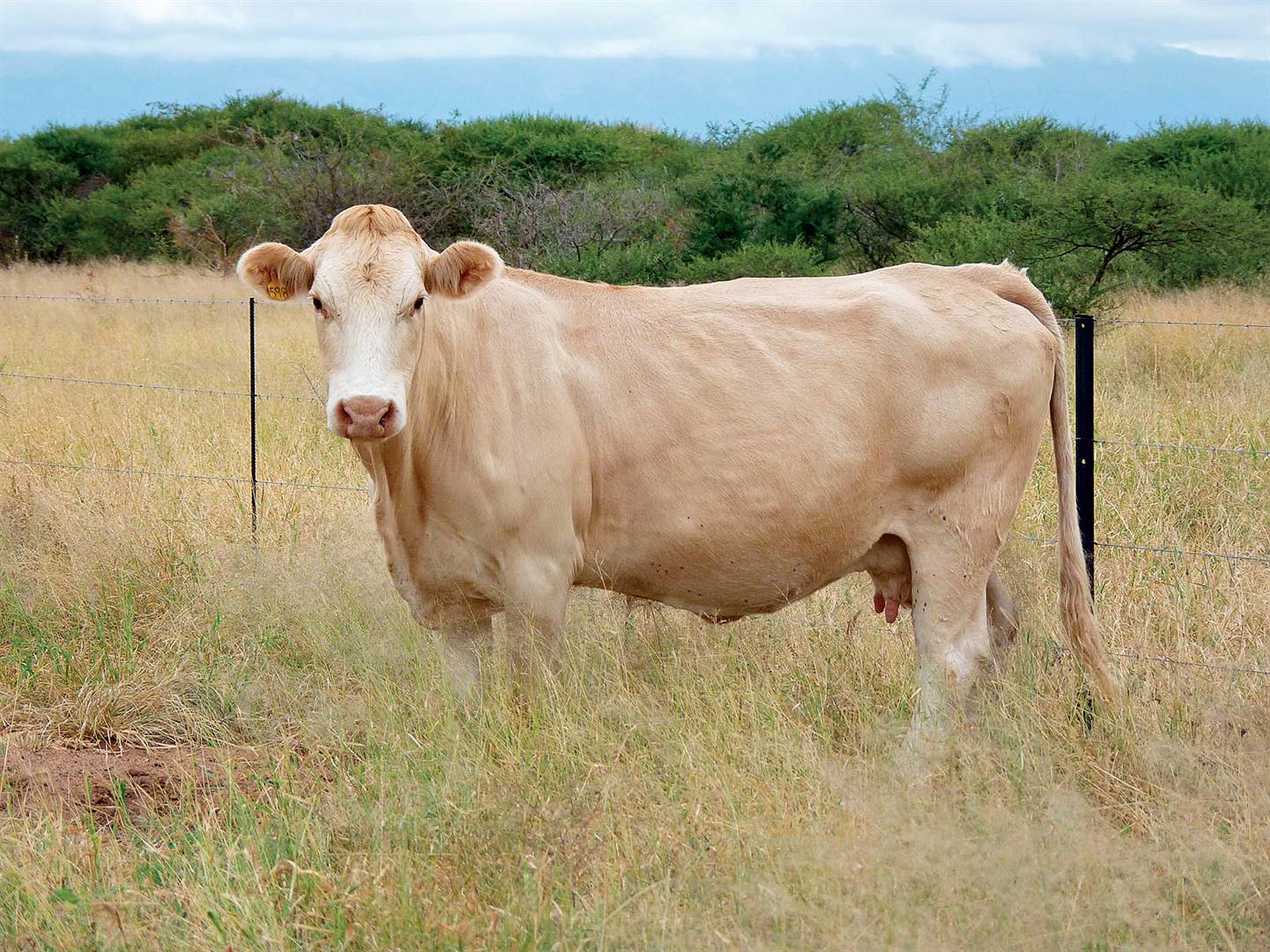 Die Elite-koei B 10-598 is vanjaar 12  jaar oud. Sedert sy op 36 maande die eerste keer gekalf het, het sy al nege kalwers grootgemaak. Haar gemiddelde tussenkalfperiode is 364 dae. FOTO’S: VERSKAF