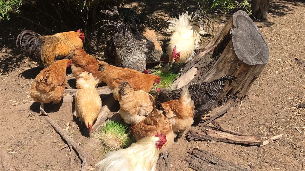 Chickens feeding (Supplied)