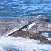 WATCH | Humpback whale carcass washes up on rocks off Sea Point