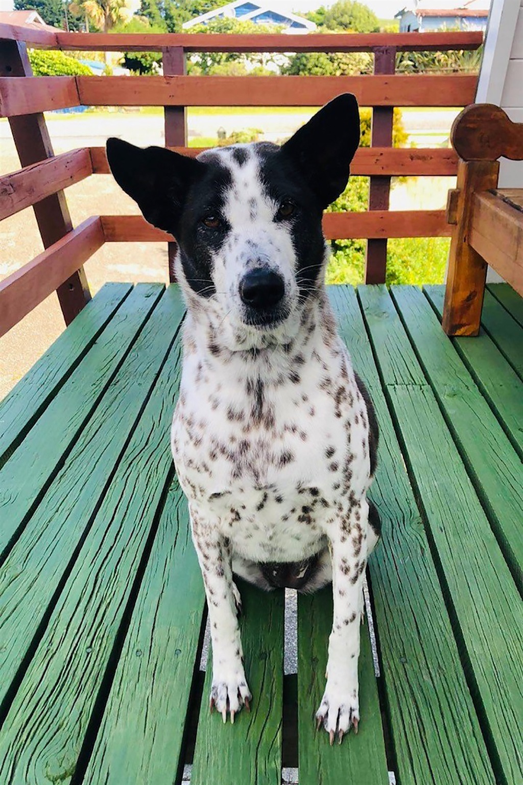 Black and white spotted dog sits on a green porch.