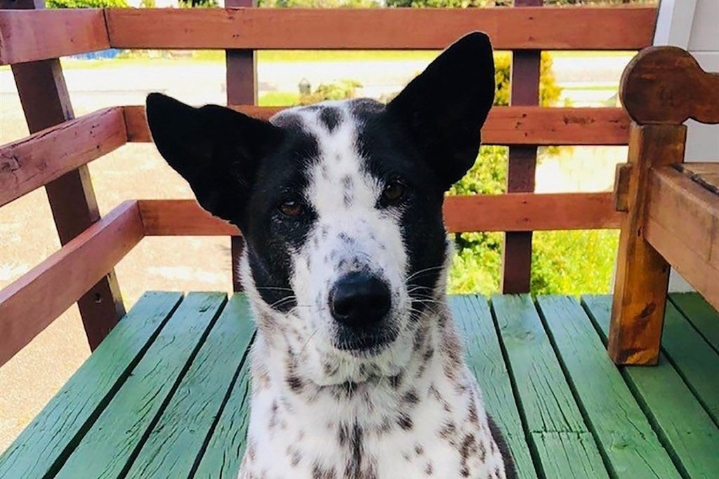 Munchkin, a former Bali street dog, is stuck in New Zealand unable to travel to her owners' home on Australia's Sunshine Coast due to Covid-19 border rules and flight disruptions.