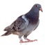 Pigeons peck for computerised treat
