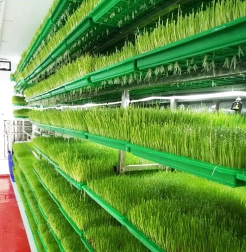 This farmer grows animal feed in just seven days thanks to hydroponics, but  starting out is pricey | News24
