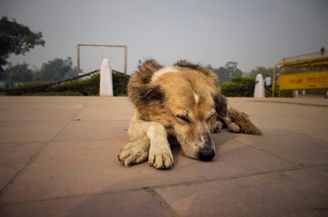 Consider Animal Shelters in Pennsylvania on Rescue Dog Day