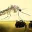 Mozzies with altered gene can't sniff people out