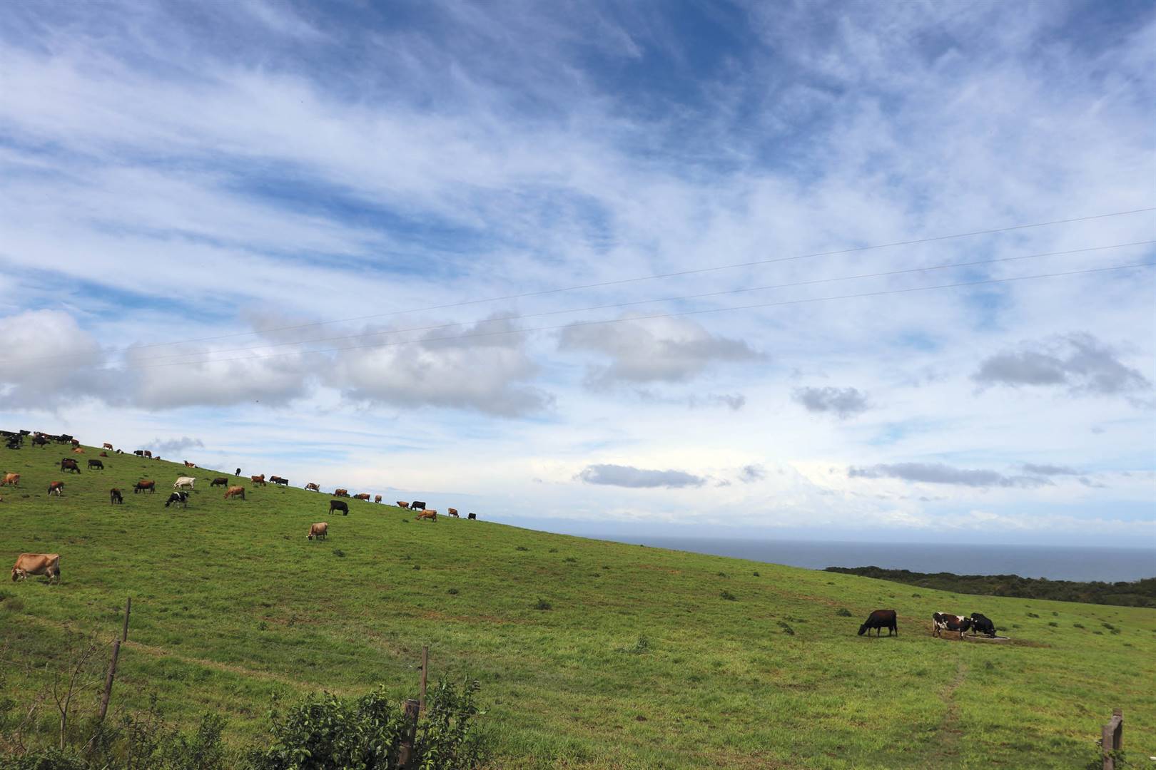 MELK IN WORDING. Melkbeeste wei op aangeplante weiding by Alexandria in die Oos-Kaap. Volgens Melk SA se publikasie Lacto Data (Mei 2021) is die gemiddelde grootte van melkkuddes in dié provinsie 880 koeie – die grootste in Suid-Afrika. In Januarie 2021 was 172 van Suid-Afrika se 1 053 melkboere in dié provinsie. Hulle het 26,2% van Suid-Afrika se onverwerkte melk geproduseer. Die produksie van onverwerkte melk was volgens die Melkprodusente-organisasie in Februarie vanjaar na raming 3,51% minder as in Februarie verlede jaar. FOTO: FREDALETTE UYS