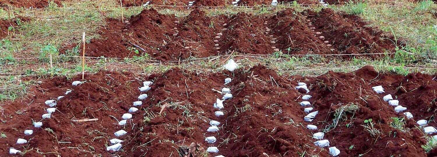 Die toevou van aartappelknolle in piesangpapier om aalwurms te bestry, is reeds in ’n besmette aartappelland in Kenia getoets. FOTO: LAURA CORTODA/INTERNASIONALE INSTITUUT VIR TROPIESE LANDBOU 