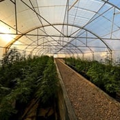 Cheeba Cheeba! Cannabis school to help South Africa hop on to hemp train