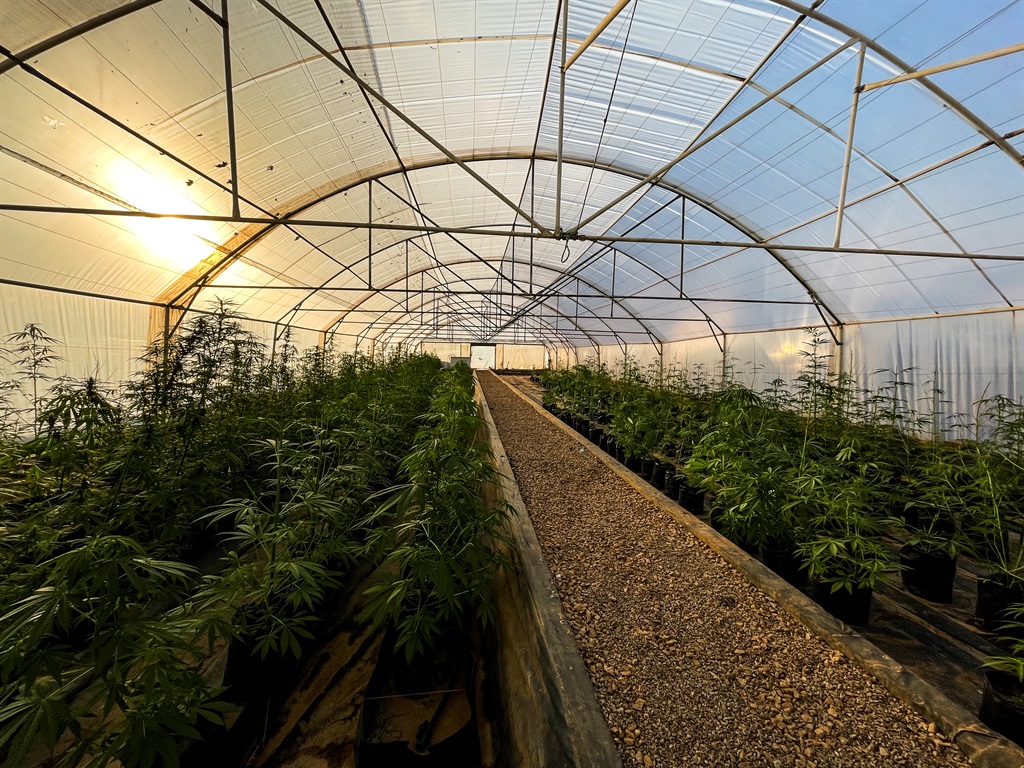 The Cheeba Cannabis Academy has a healthy stock of plants in Midrand. 