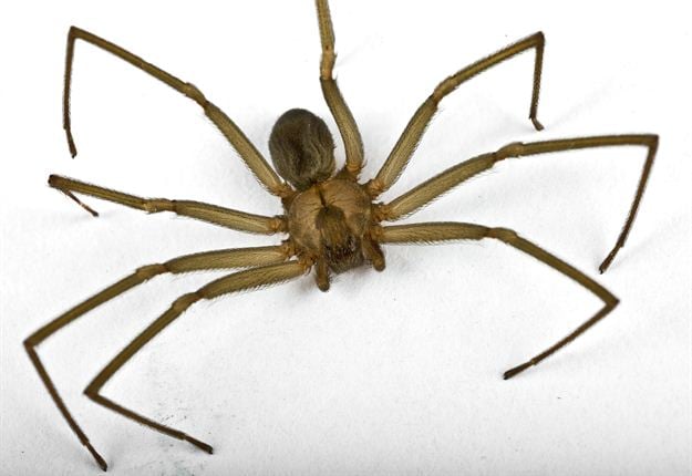 Photos 5 Dangerous Sa Spiders Parents Should Look Out For Parent24