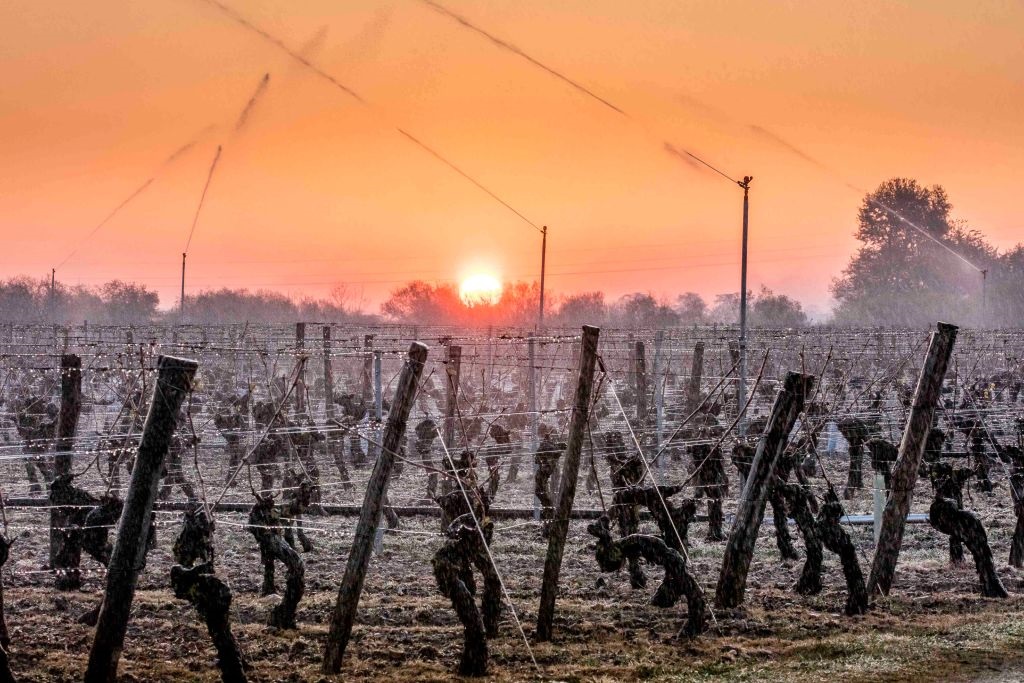 Saint Nicolas de Bourgueil (north western France): fight against spring frost in the vineyards of the Loire Valley. 