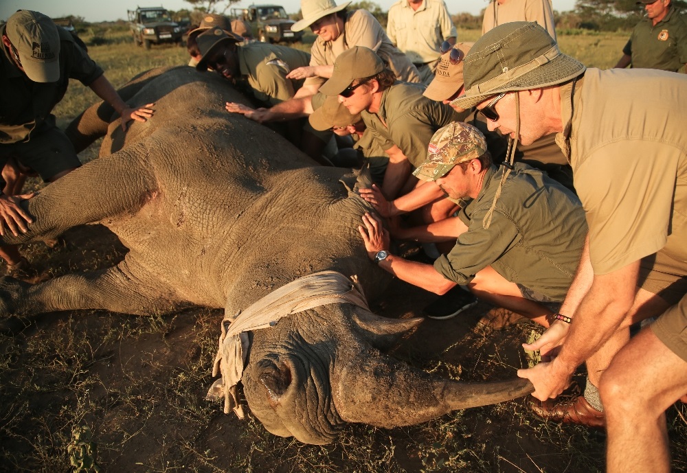 Rhino notching and conservation activity at Phinda. Image: andBeyond.com.