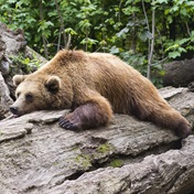 The wrong bear is being held over jogger's death, claim Italian activists