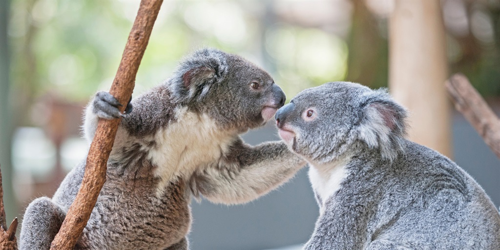 hundreds koalas wildfire broke feared massive