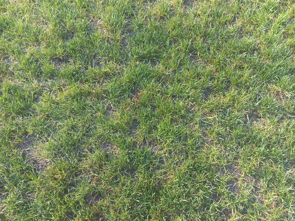 Cape Town Stadium pitch.