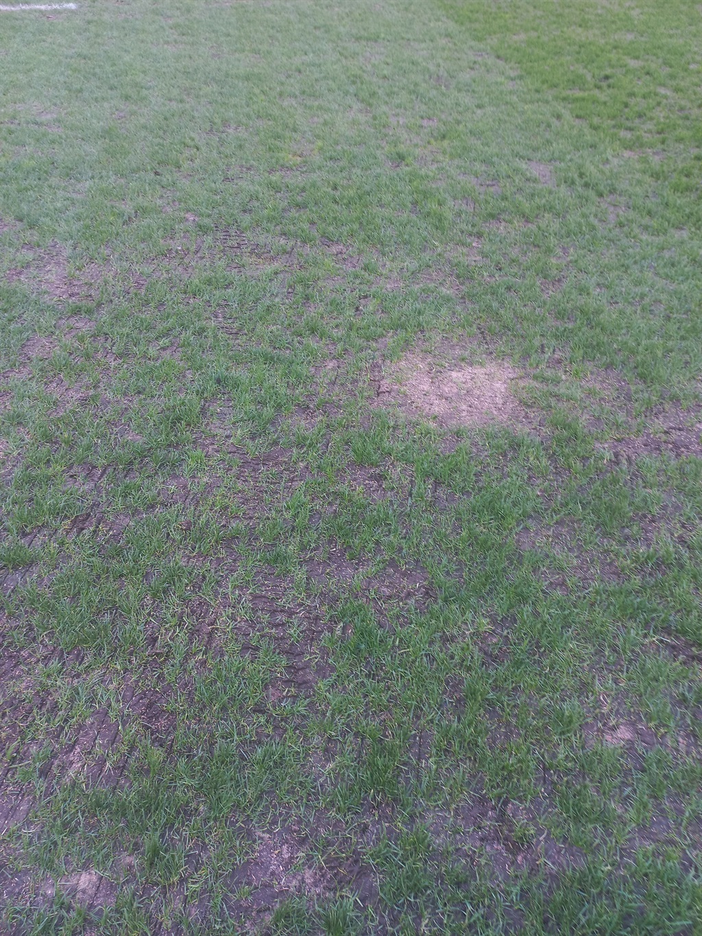 Cape Town Stadium pitch.