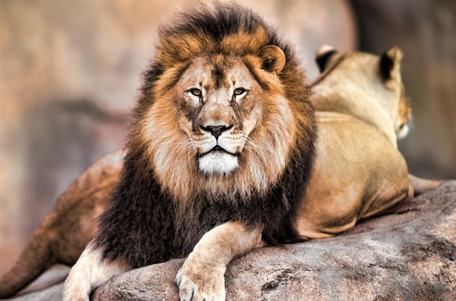 One of Africa's oldest lions killed in Kenya