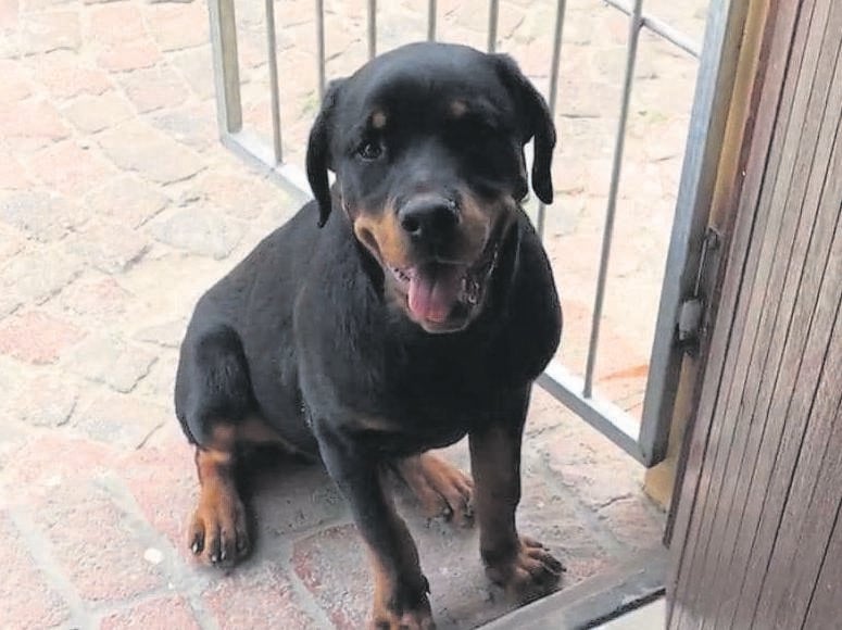 Zeus, an eight-month-old Rottweiler, was stolen from his owners front yard in Grassy Park. He has a long tail, is very friendly and is not neutered. PHOTO: supplied