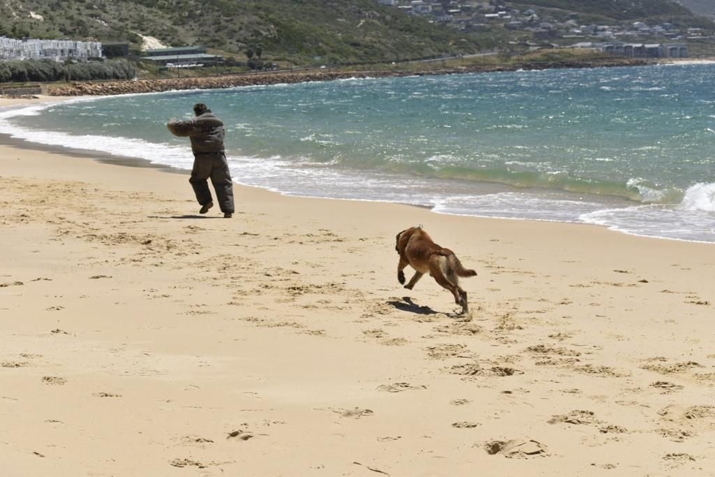 Grup menyumbangkan anjing untuk mendukung unit anjing yang melindungi Table Mountain