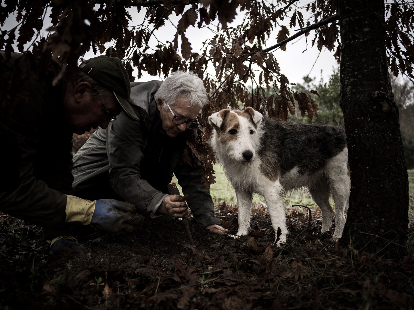 İtalya'daki yer mantarı avcıları, 'siyah altın' için bir savaşta rakiplerinin köpeklerini salyangoz yemiyle zehirliyor