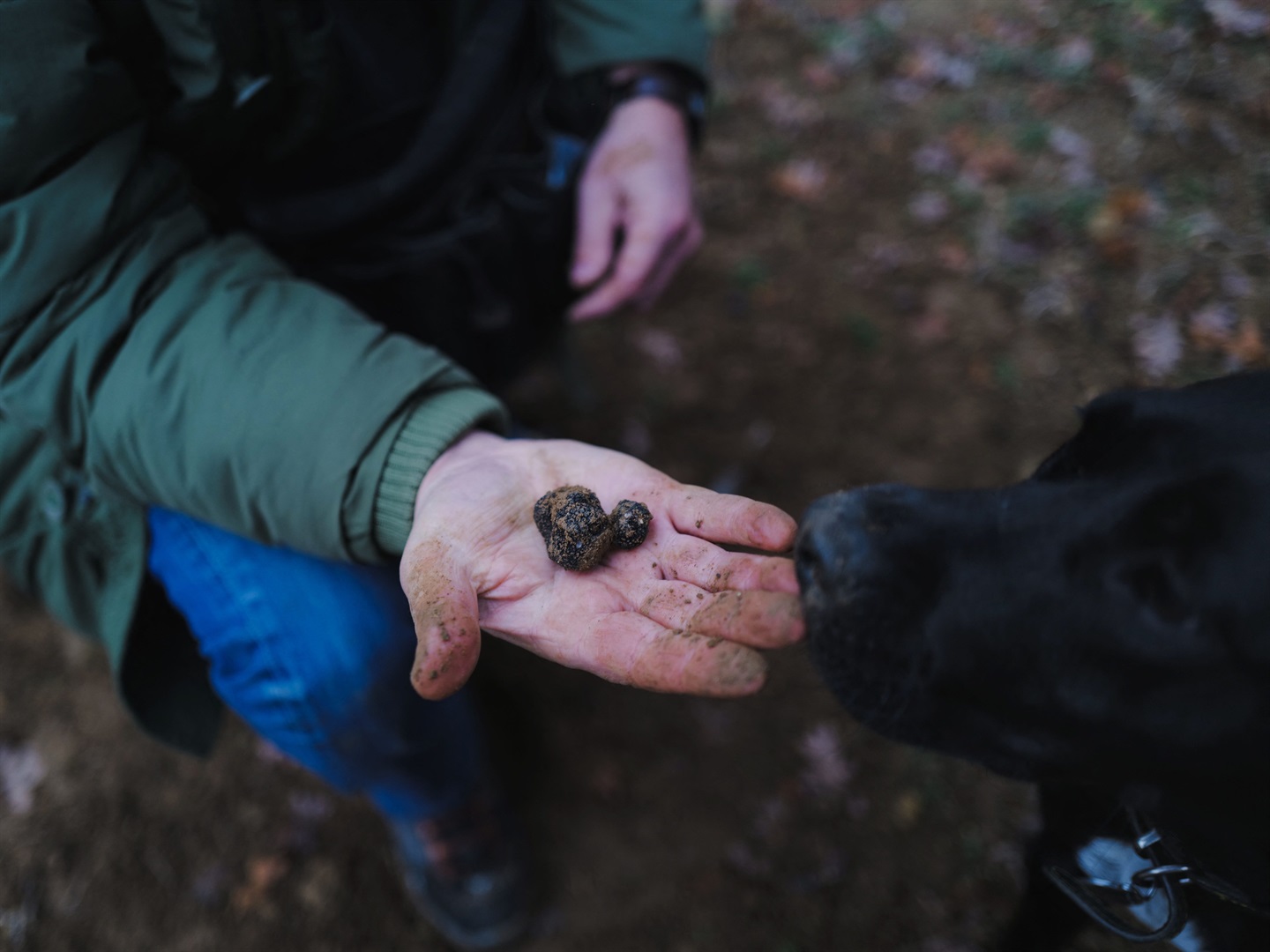 İtalya'daki yer mantarı avcıları, 'siyah altın' için bir savaşta rakiplerinin köpeklerini salyangoz yemiyle zehirliyor