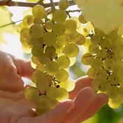 WATCH | The Austrian winemakers switching grapes to account for climate change