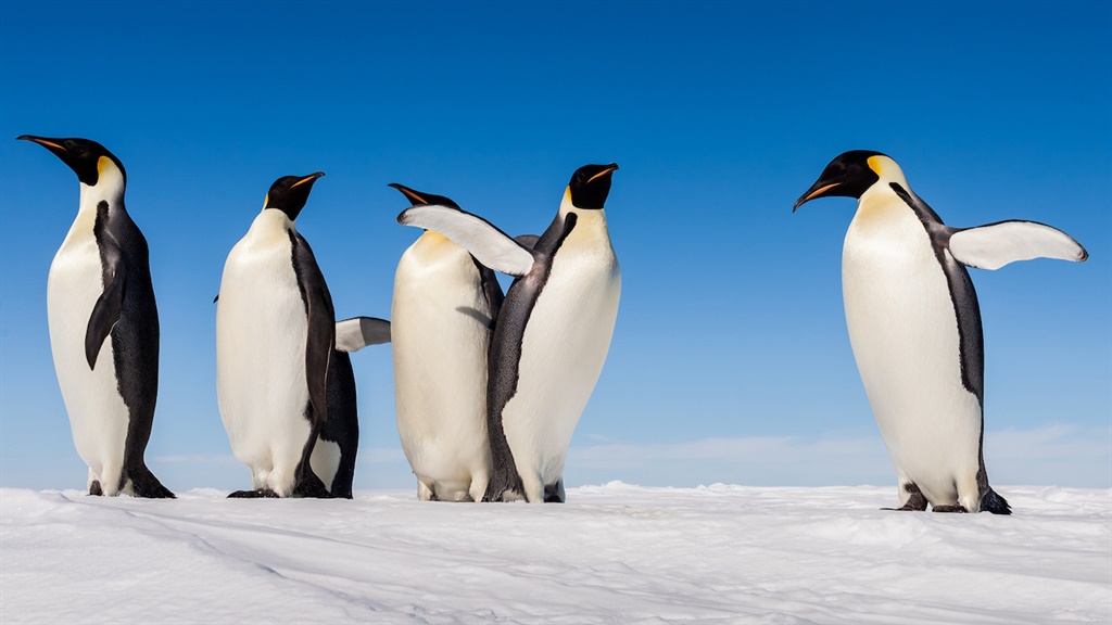 The US Fish and Wildlife Service last year placed Emperor penguins on its endangered species list. 