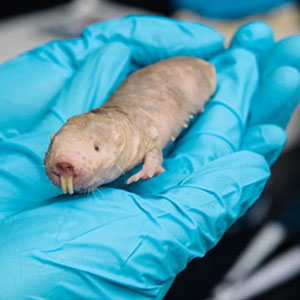 Naked mole rats are subterranean rodents that have never been known to get cancer. 