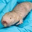 Naked mole rat provides cancer clues