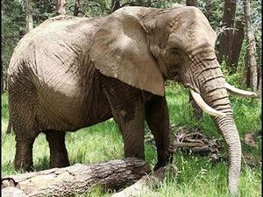 Malaika the elephant. (Supplied by Cheyenne Mountain Zoo)