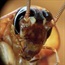 Cockroaches may inspire robotics