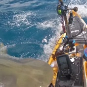WATCH | Huge tiger shark attacks kayak in Hawaii
