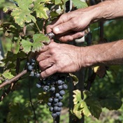 Expect 'exceptional wines' from SA this year despite smaller grape crop