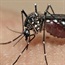 Why mozzies love you - and how to repel them