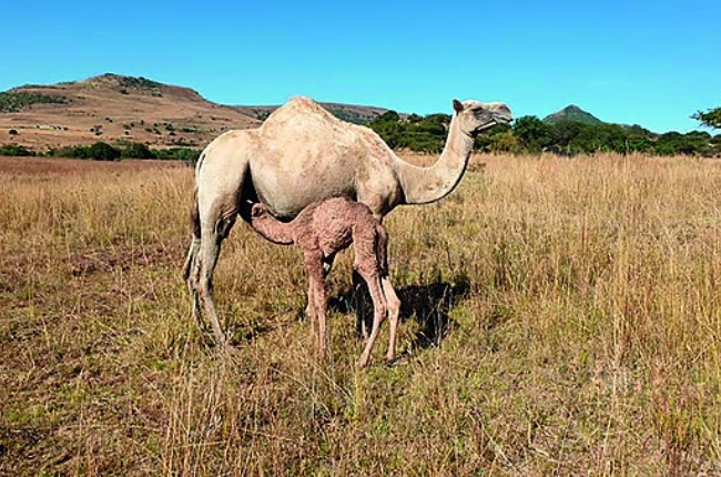 camels, South Africa, KZN, farmer