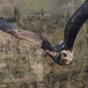 WATCH | Bird of prey comes face-to-face with a drone
