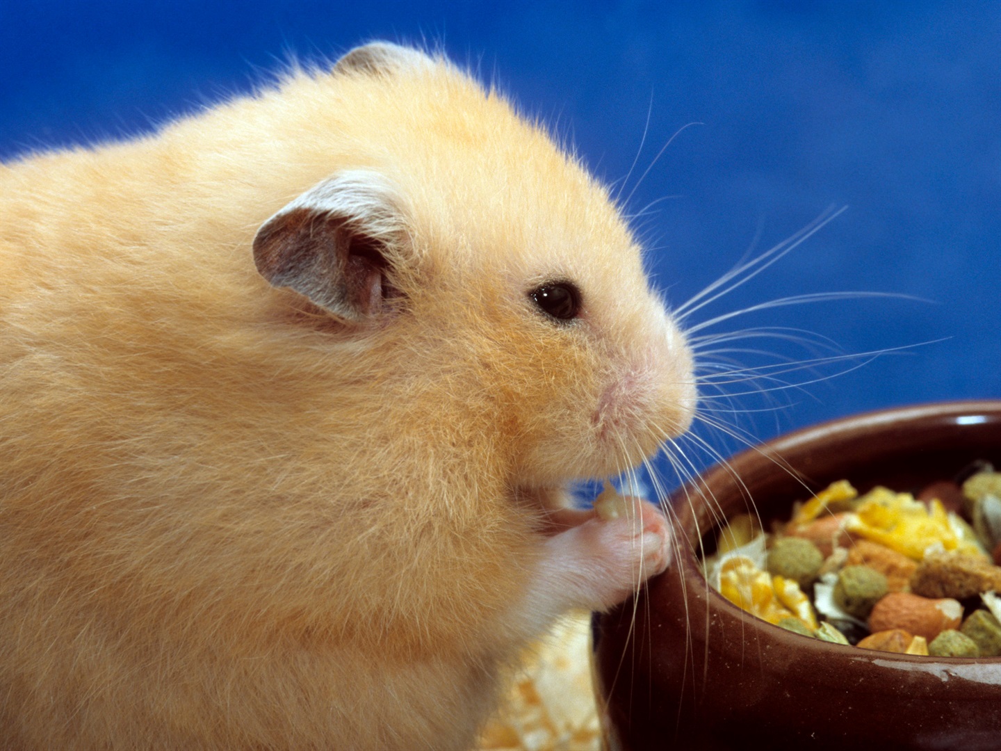 Hong Kong plans to cull around 2,000 hamsters, and is requesting that the city's residents hand over their pets, amid fears that the rodents might pass COVID-19 to humans. Arterra/Universal Images Group via Getty Images