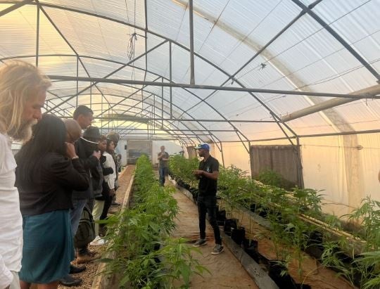 Hemp grown inside a greenhouse (News24 Phumi Ramal