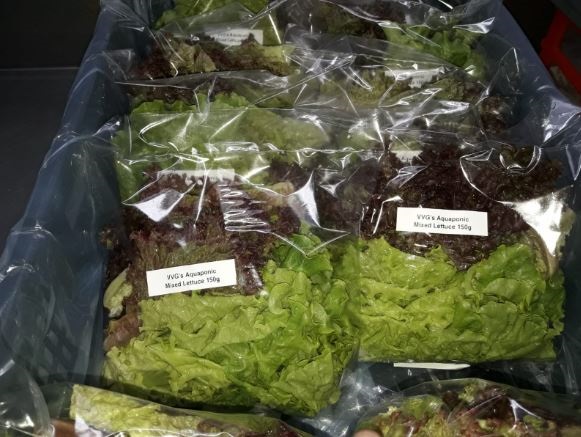Aquaponic farmed lettuce (Supplied)