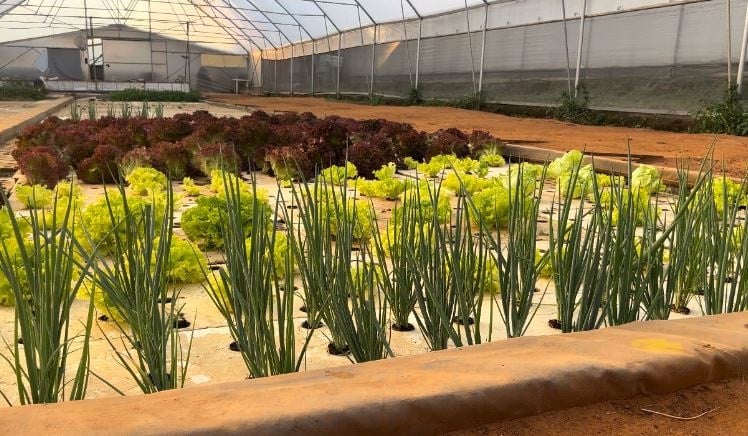 Hydroponic spring onion and lettuce (News24 Phumi 