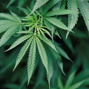 Malta approves legalisation of cannabis for personal use