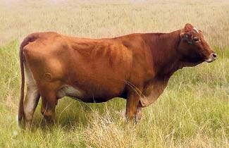 Die Beefmaster-Elite-koei, WO 10-0059, is die eerste Elite-koei uit mnr. Derik Louw (bo) se kudde. Met ’n gewig van net meer as 470 kg is sy vir hom die perfekte mediumraambees vir die omgewing waarin hy boer.