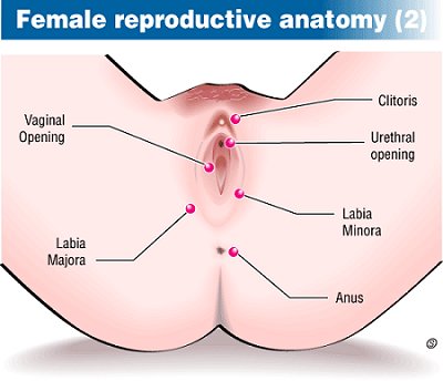 Most Common Female Reproductive Problems
