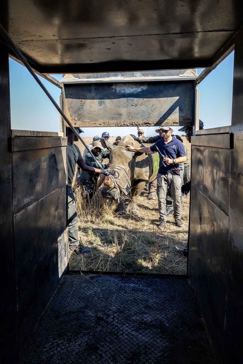 Rhino entering transportation crate