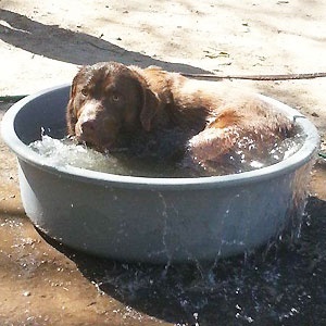 how does the heat affect dogs