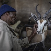WATCH | South African taxidermists fret at UK hunting trophy ban